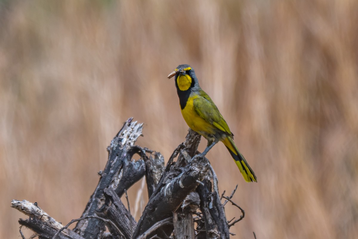 Bokmakierie - ML647347726