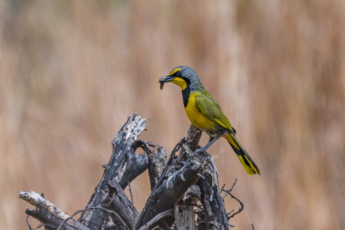 Bokmakierie - ML647347727