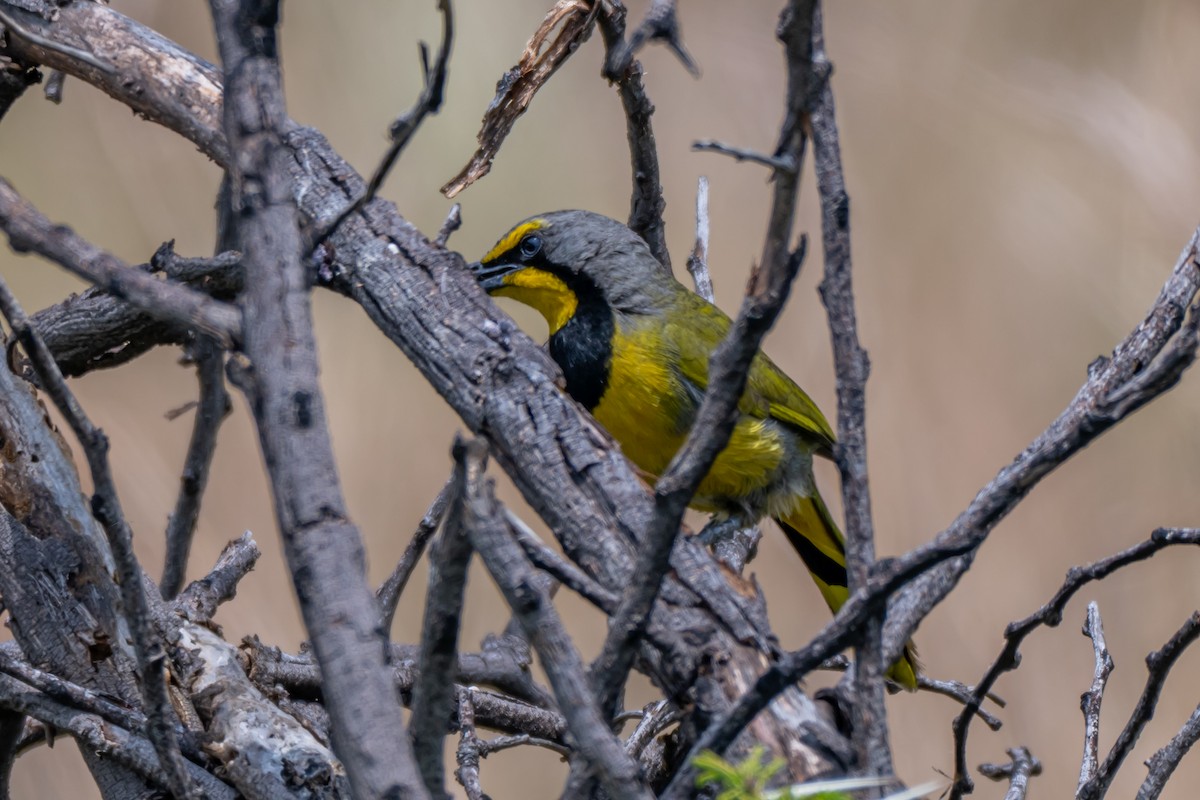 Bokmakierie - ML647347728