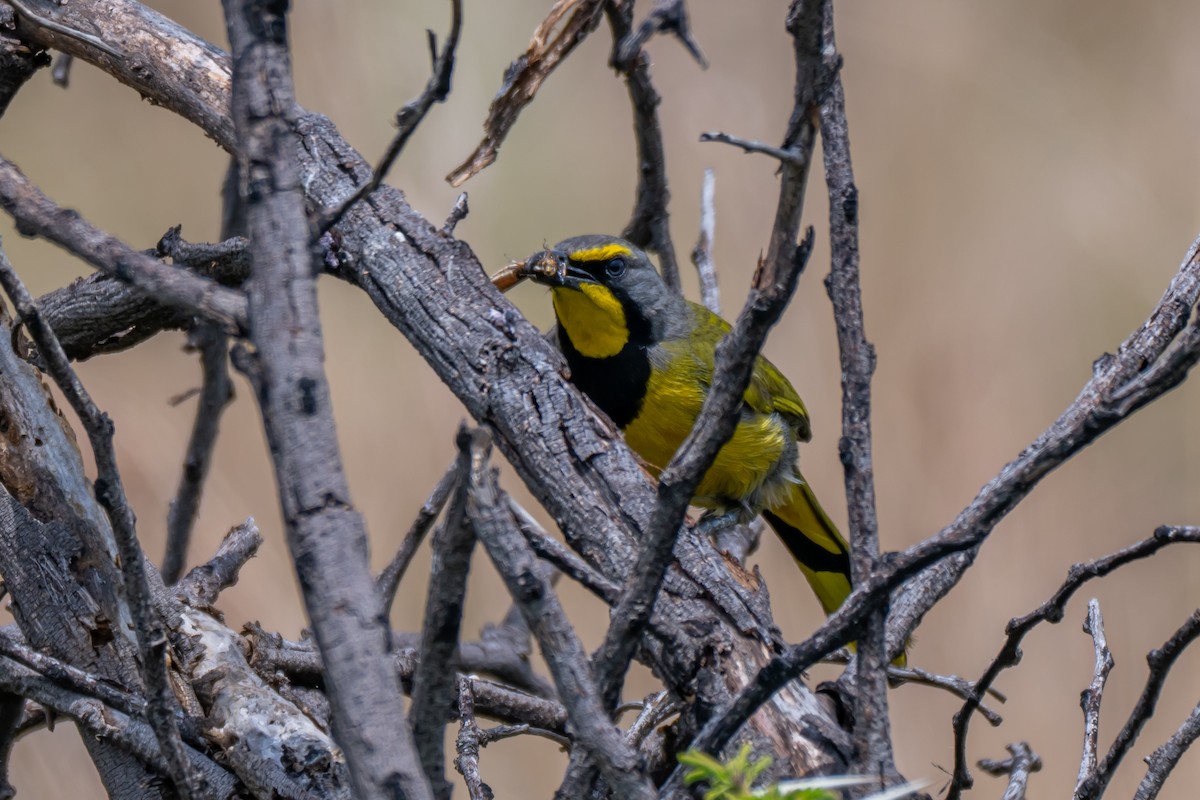 Bokmakierie - ML647347729