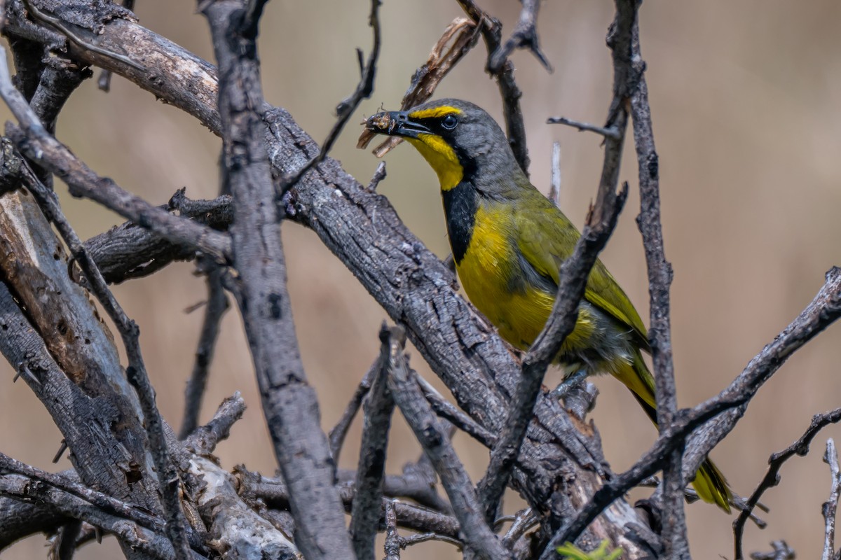 Bokmakierie - ML647347730