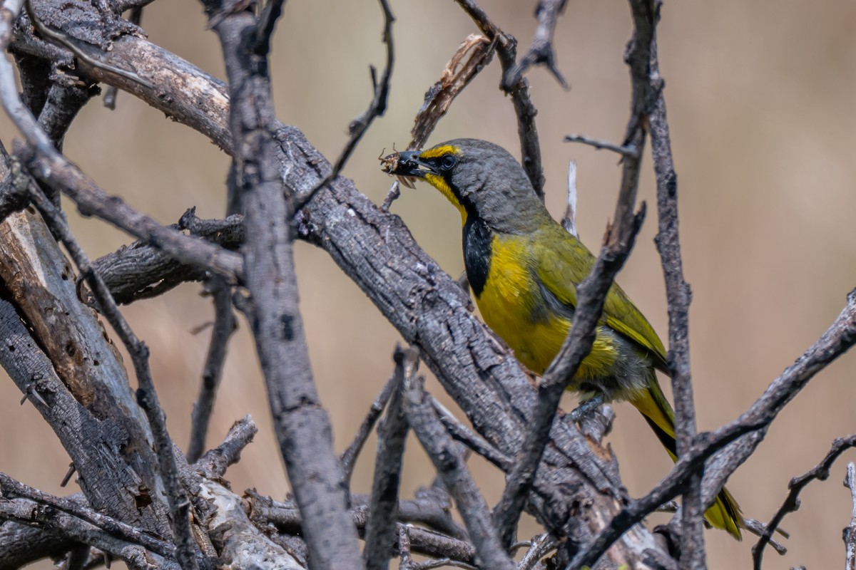 Bokmakierie - ML647347731