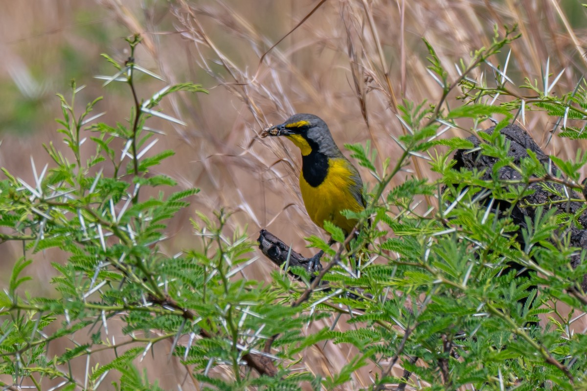 Bokmakierie - ML647347732