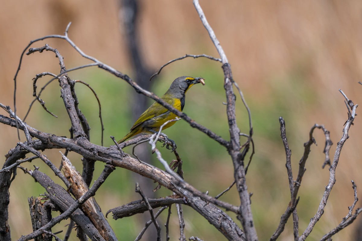 Bokmakierie - ML647347733