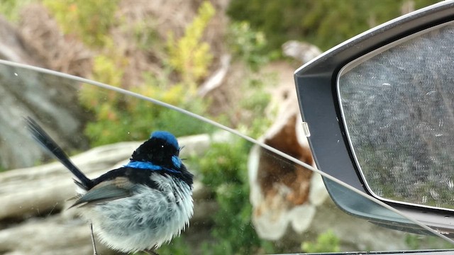 modropláštník nádherný - ML647347752