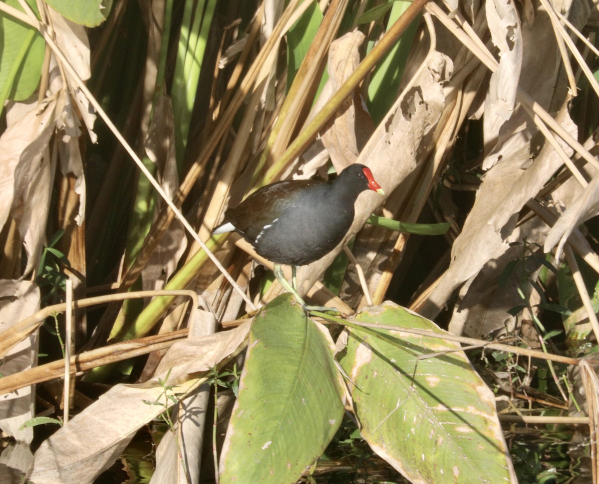 slípka americká - ML647347761