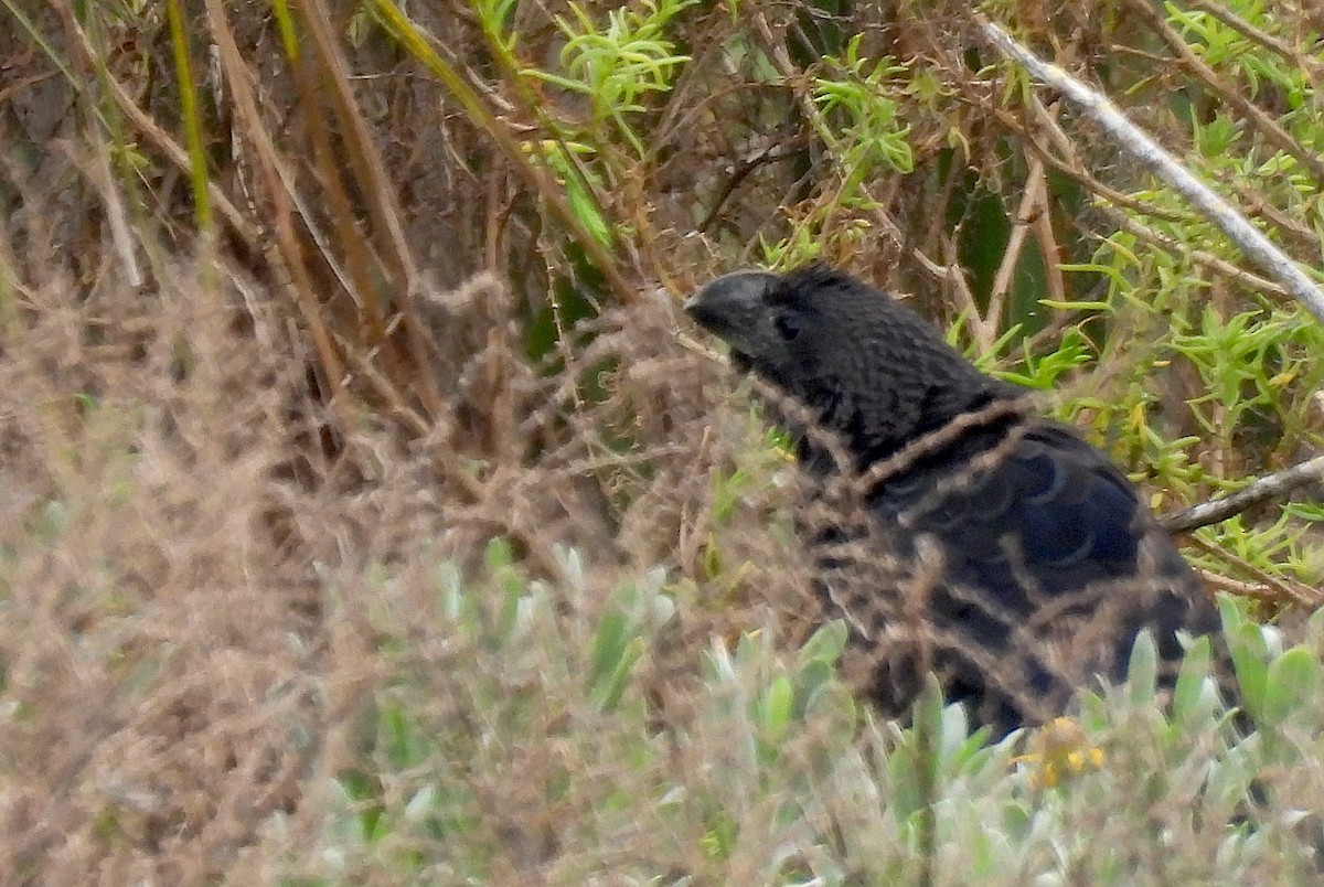 Smooth-billed Ani - ML647347766