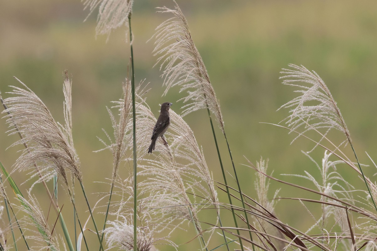 アカマシコ - ML647347773