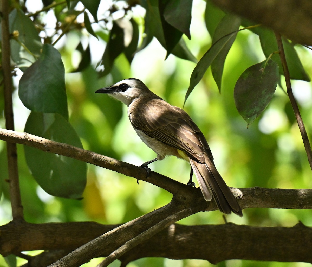 Yellow-vented Bulbul - ML647347774