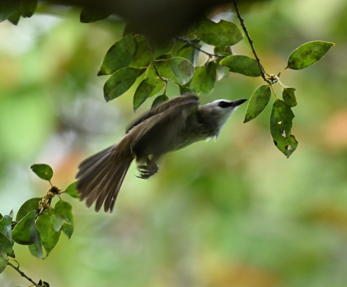 Yellow-vented Bulbul - ML647347775