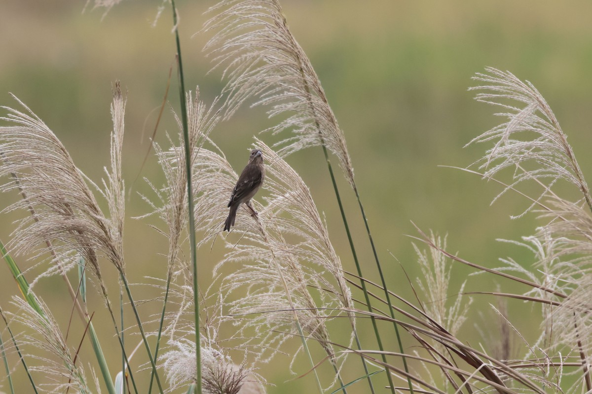 アカマシコ - ML647347777