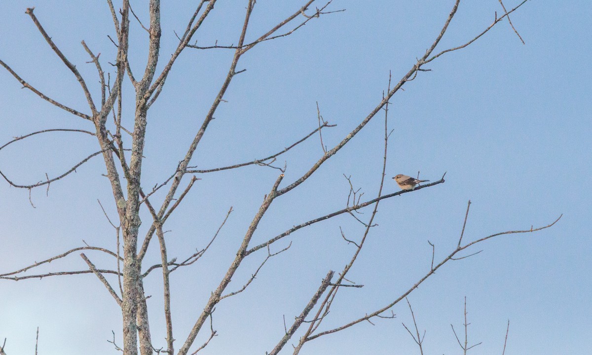 ťuhýk severní - ML647347800