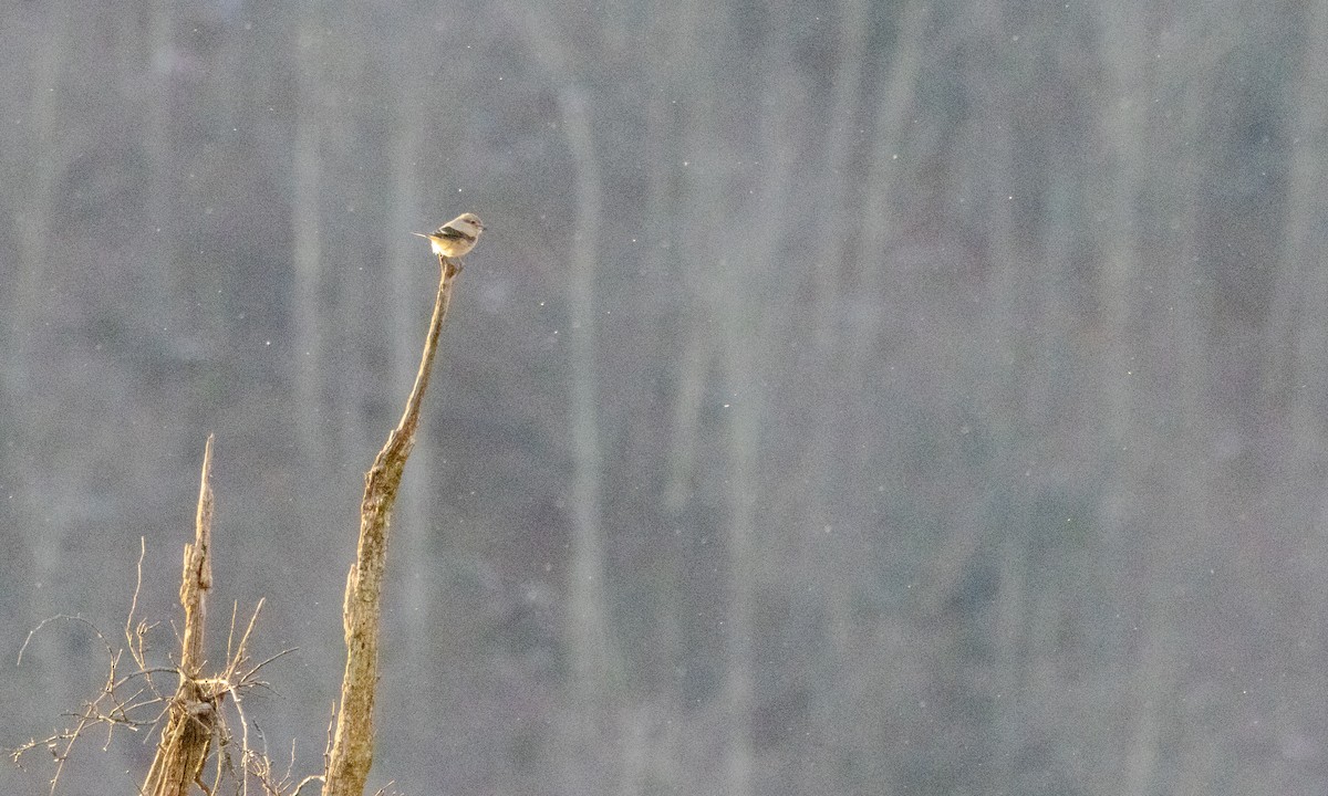 ťuhýk severní - ML647347802