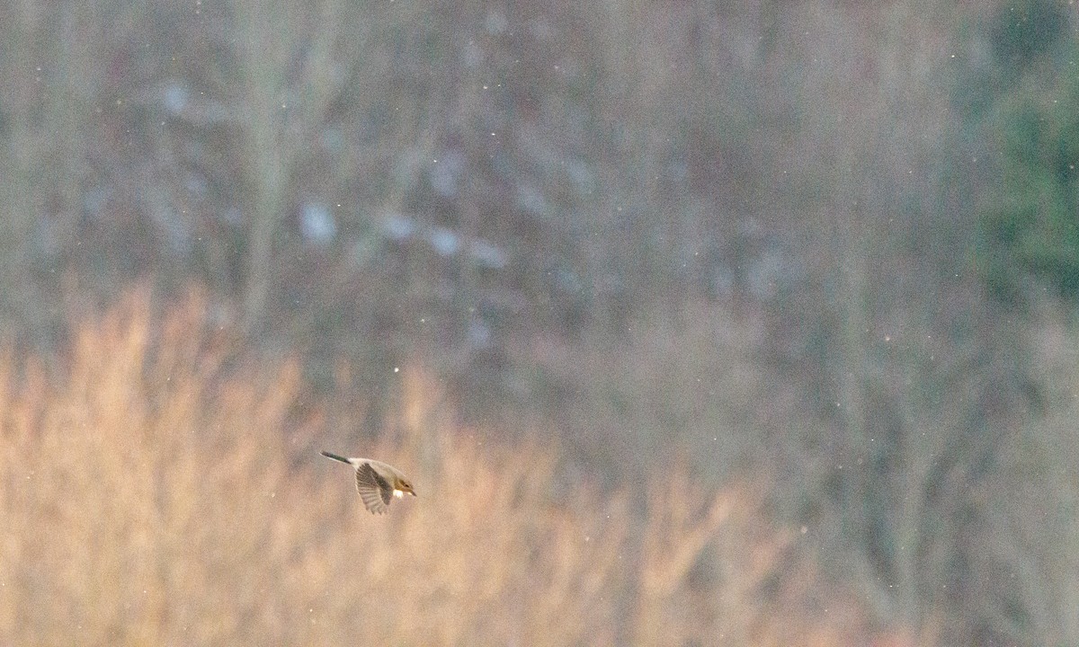 ťuhýk severní - ML647347804