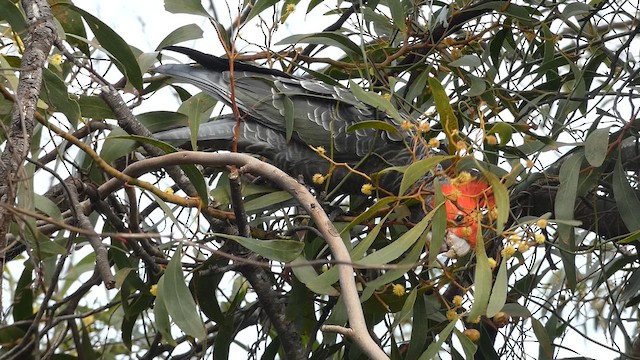 kakadu přílbový - ML647347822