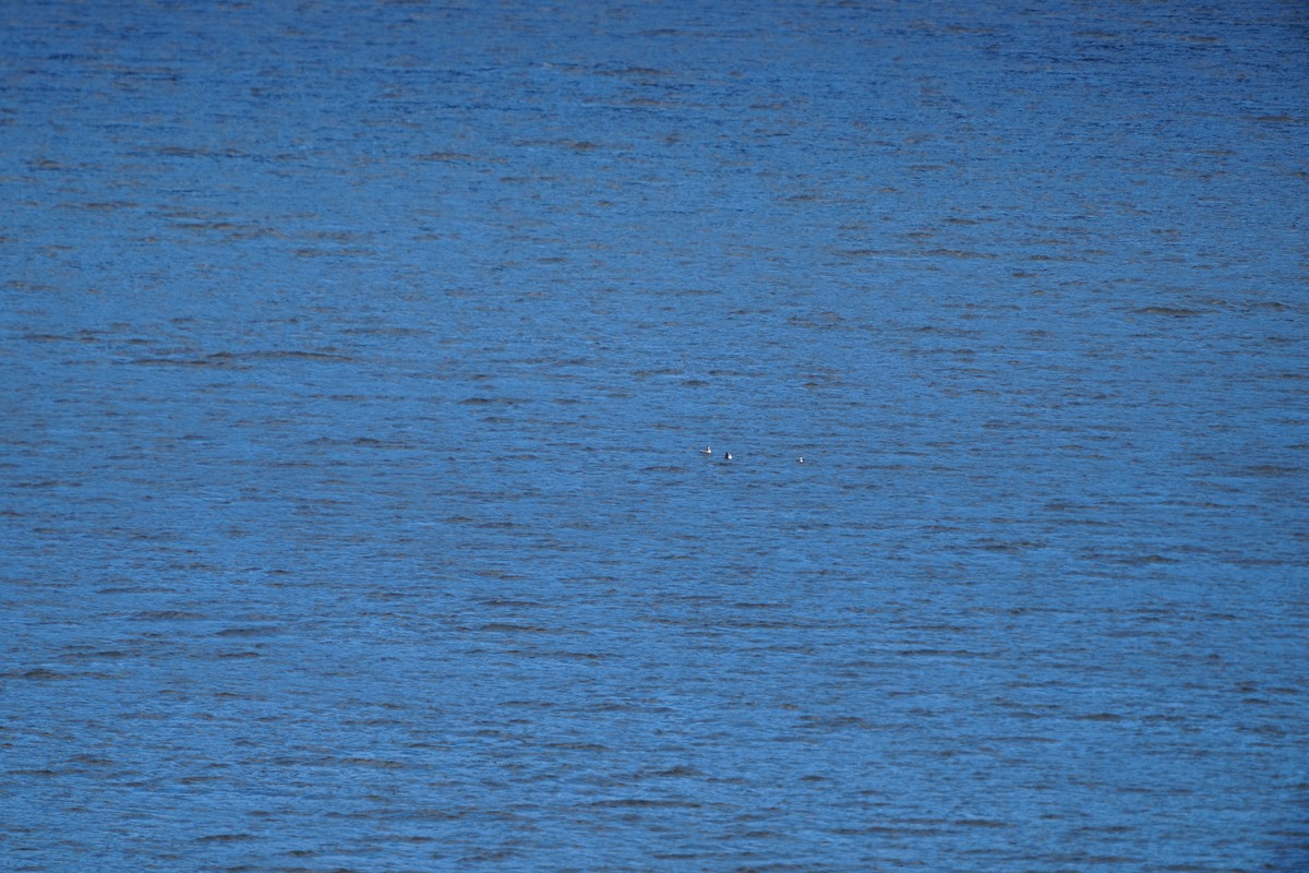 黑頸鸊鷉 - ML647347825