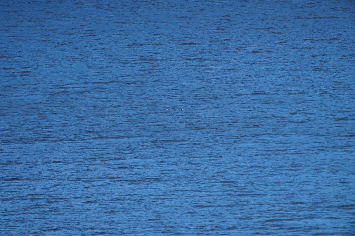 黑頸鸊鷉 - ML647347826