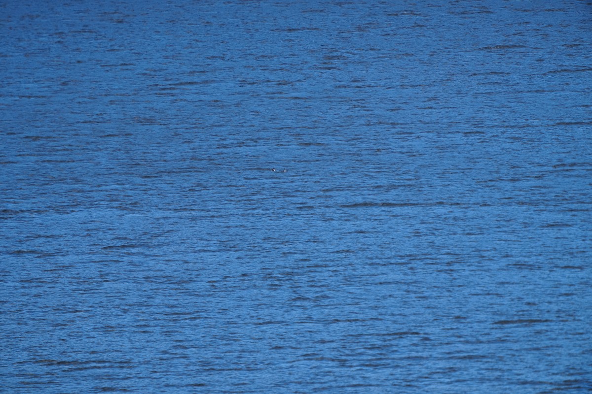 黑頸鸊鷉 - ML647347827