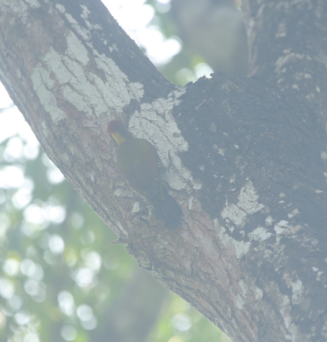 Lesser Yellownape - ML647347837