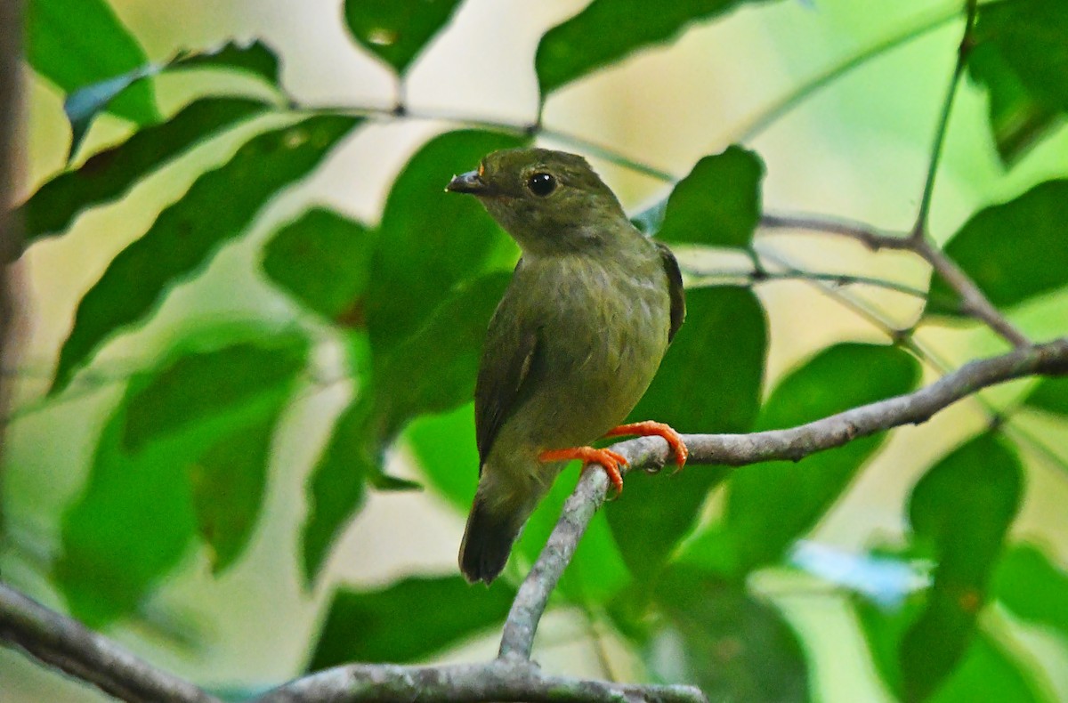 Blue-backed Manakin - ML647347839