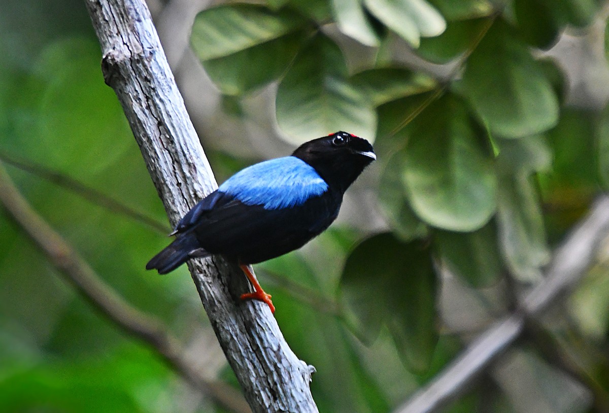 Blue-backed Manakin - ML647347840