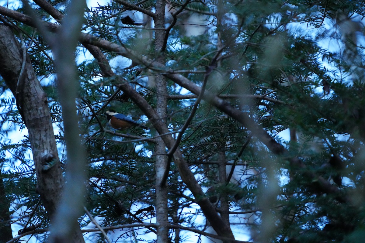 雜色山雀 - ML647347841