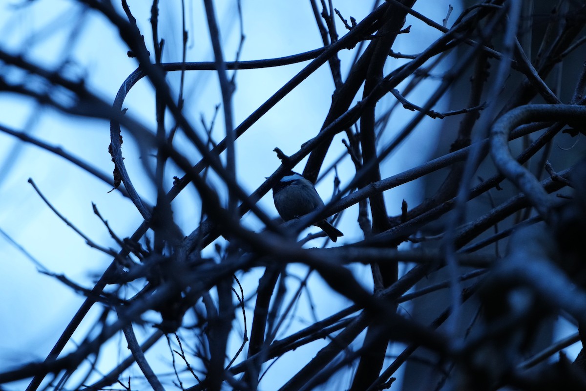 煤山雀(ater群) - ML647347843