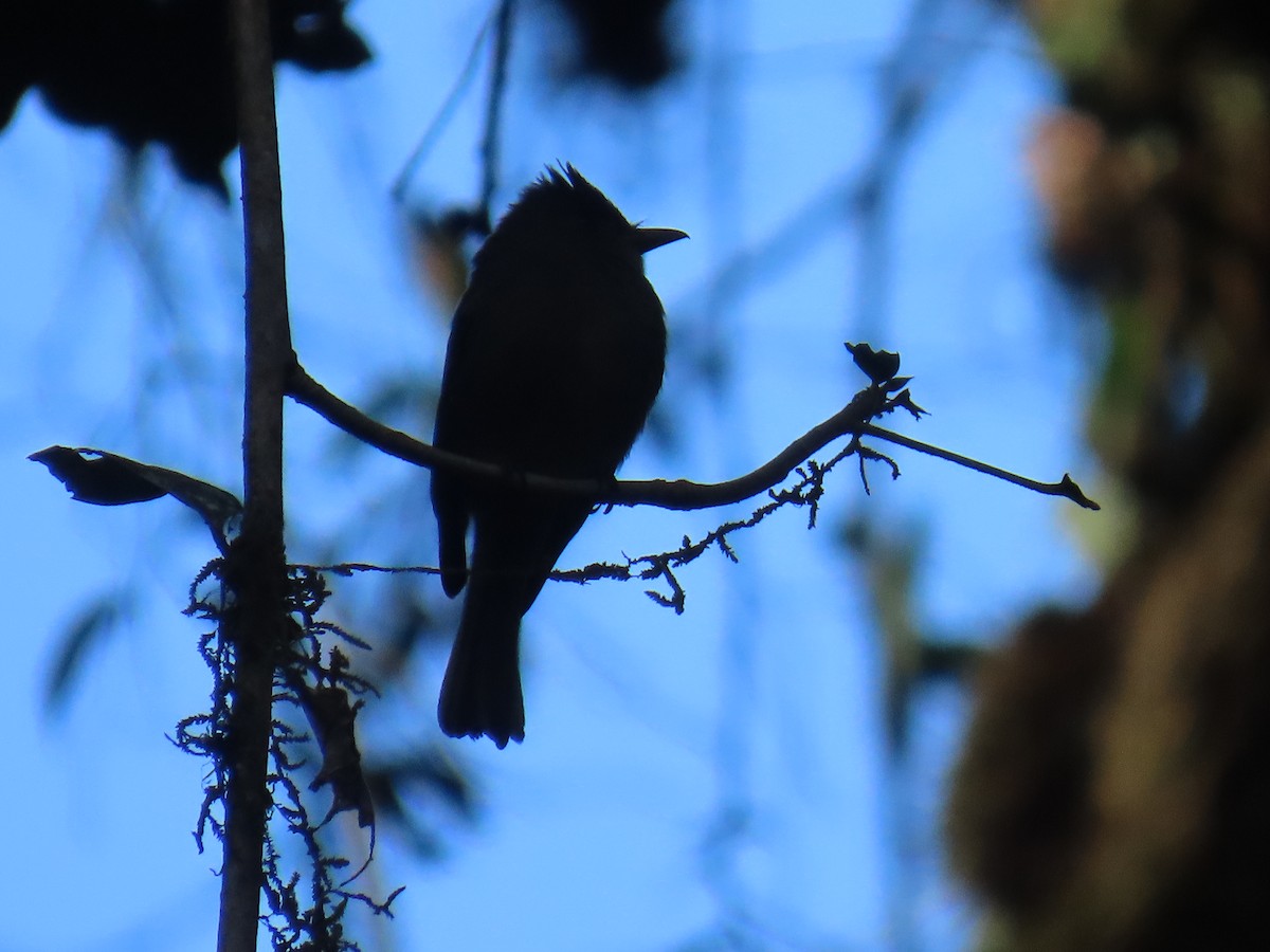 Dark Pewee - ML647347845