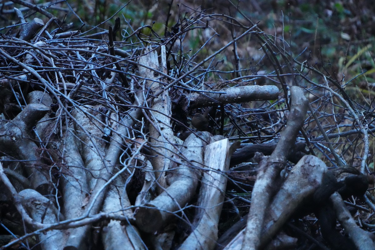 鷦鷯(troglodytes群) - ML647347848