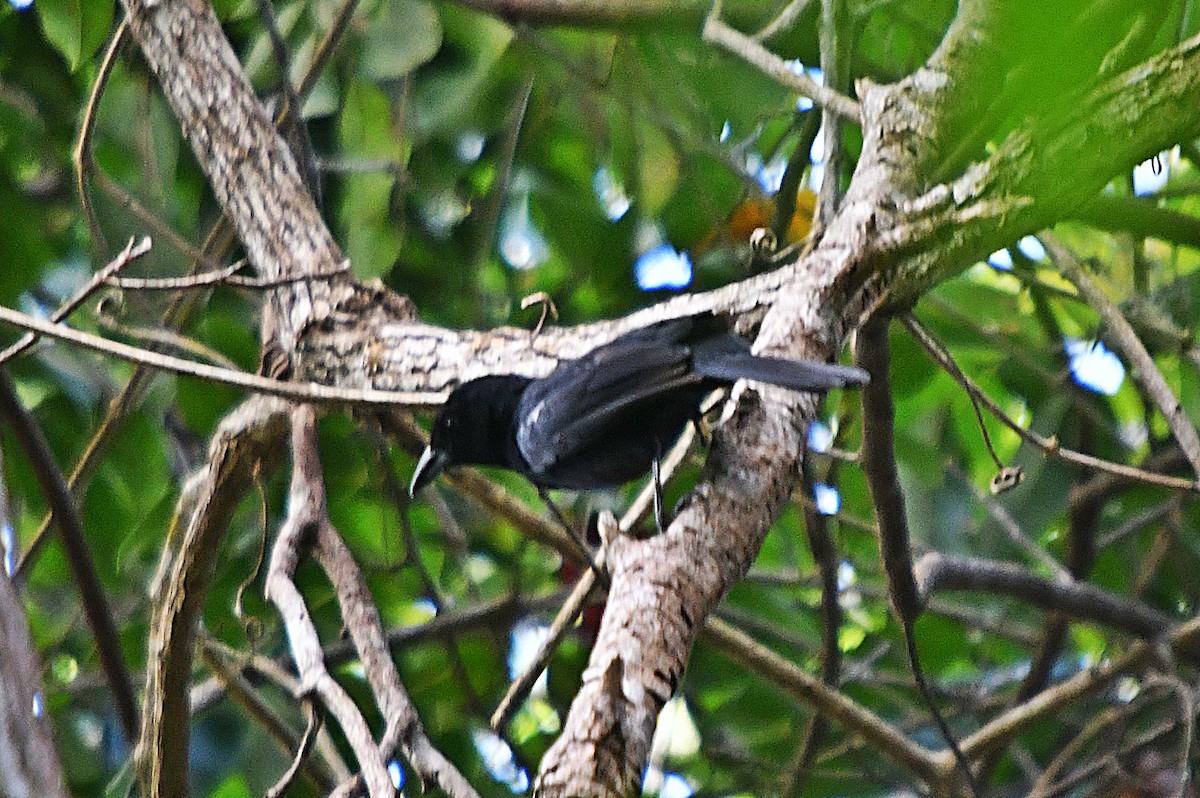 White-lined Tanager - ML647347852