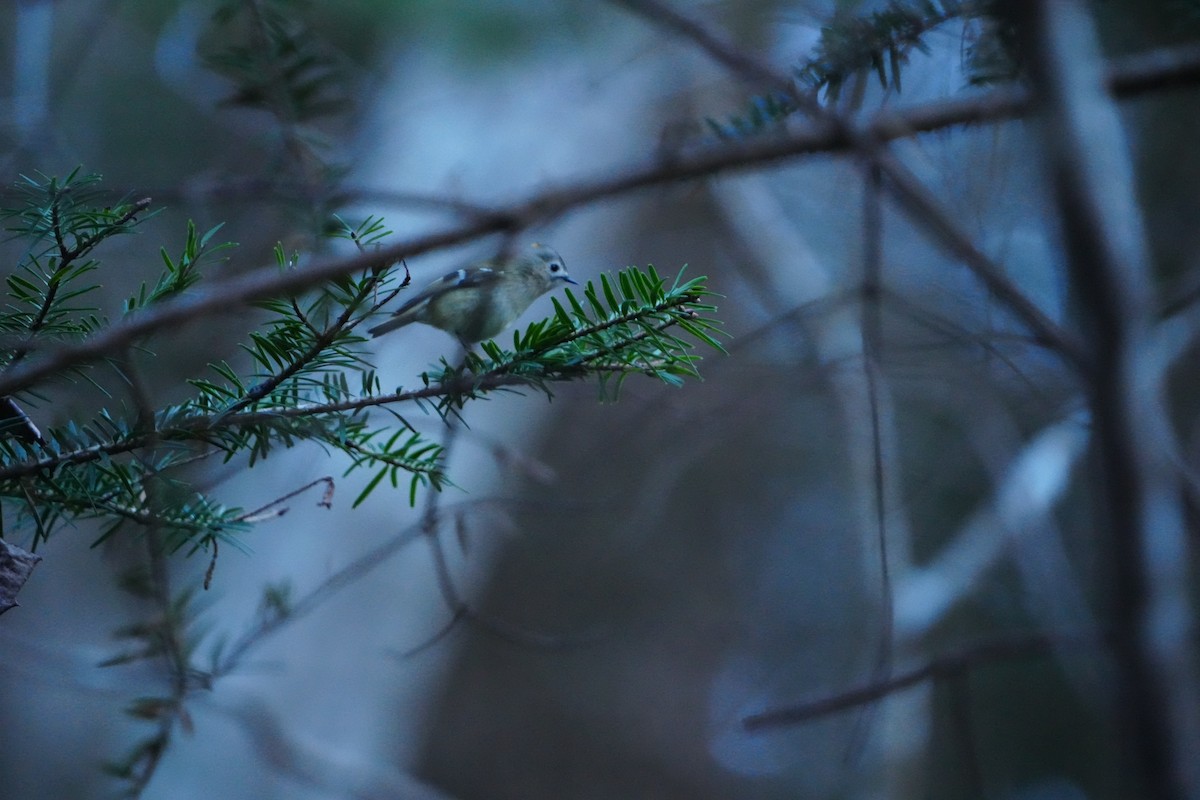 戴菊鳥 - ML647347854