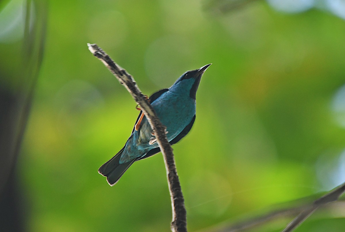 Blue Dacnis - ML647347858