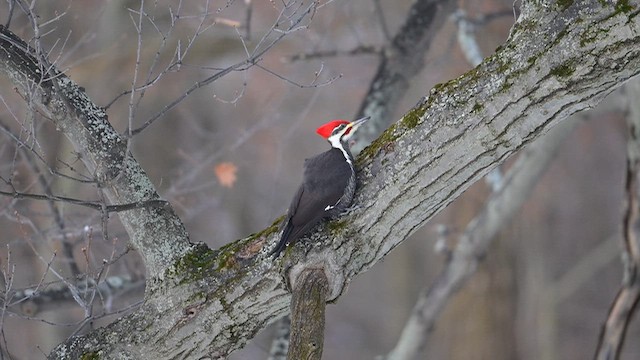 datel chocholatý - ML647347871