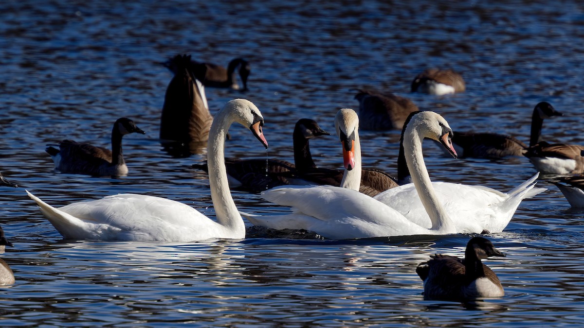 疣鼻天鵝 - ML647347877