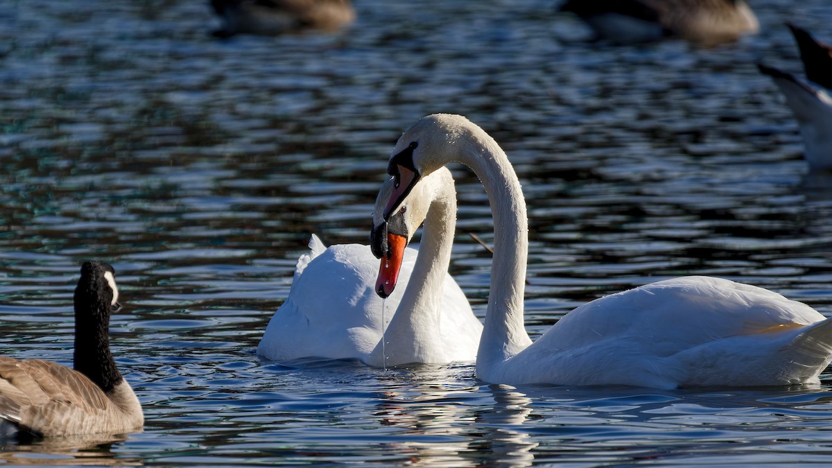 疣鼻天鵝 - ML647347879