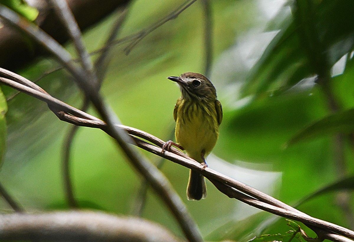 Stripe-necked Tody-Tyrant - ML647347885