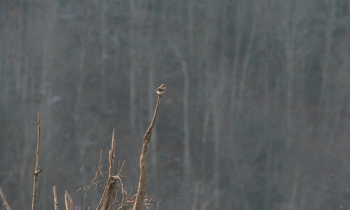 ťuhýk severní - ML647347893