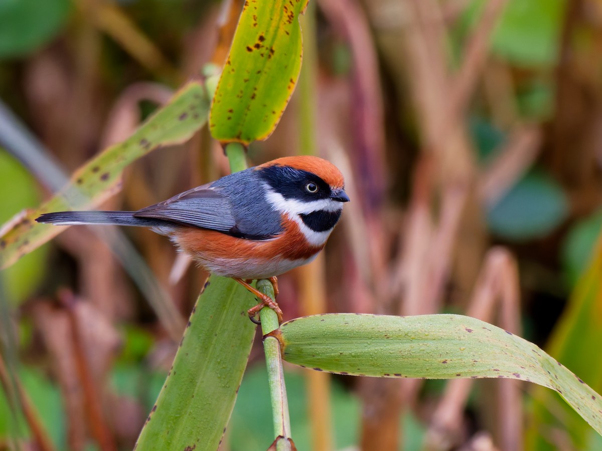 ズアカエナガ - ML647347900