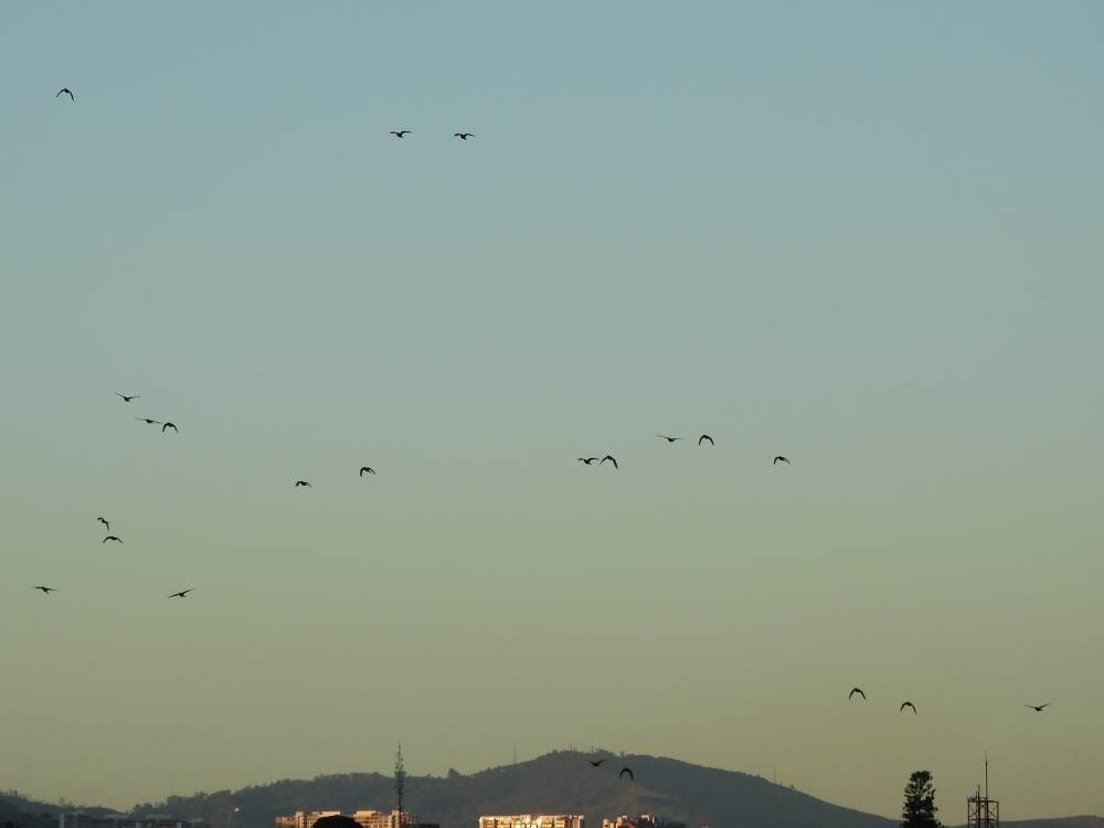 aratinga červenočelý - ML647347902