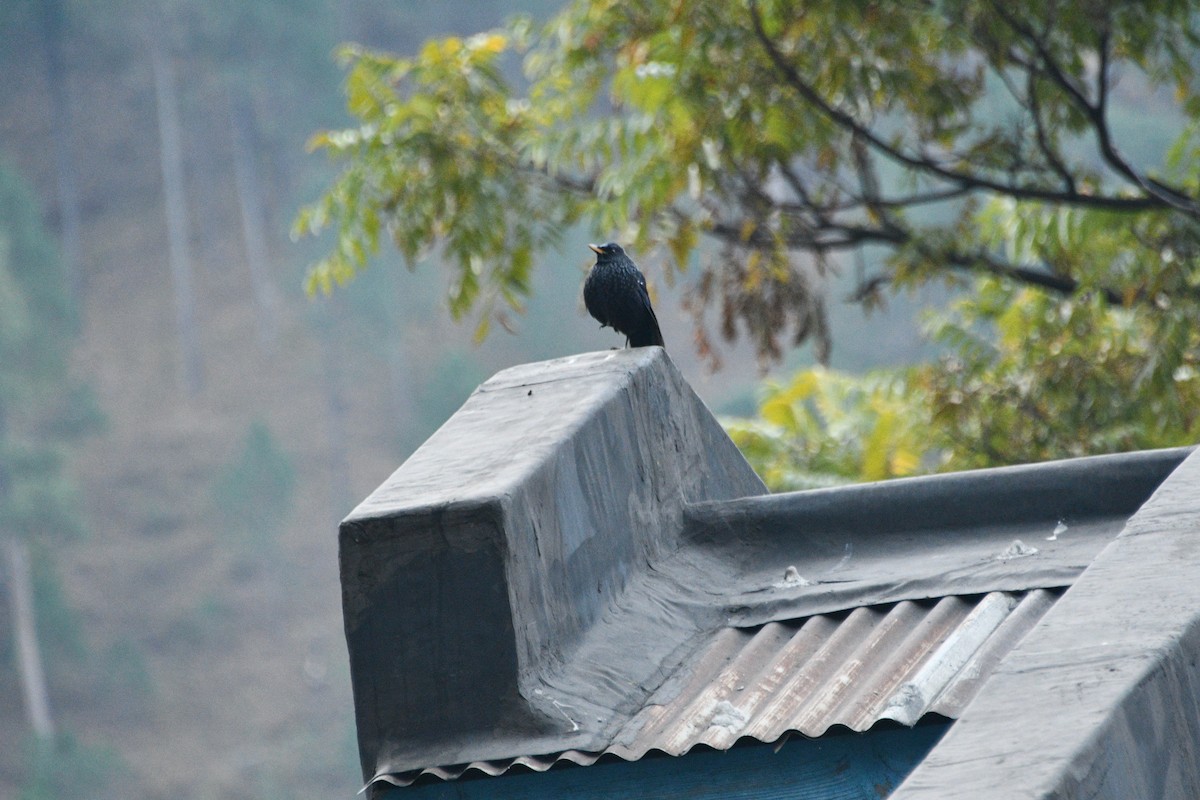 Blue Whistling-Thrush - ML647347905