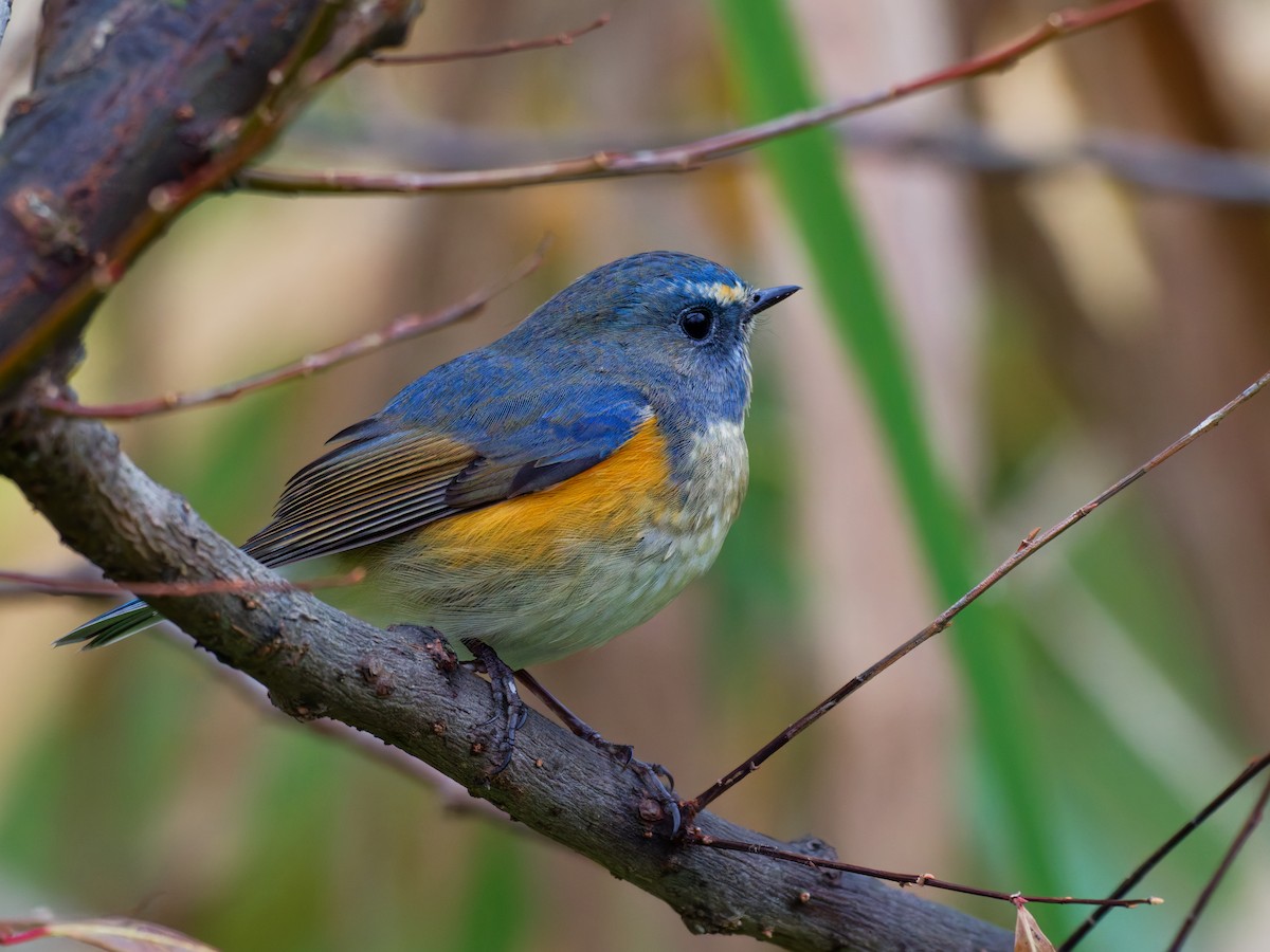 ルリビタキ - ML647347906