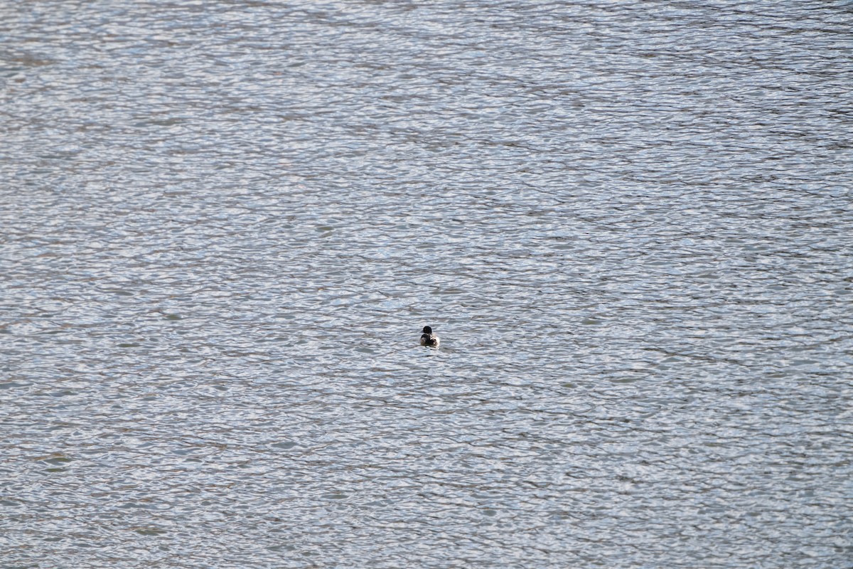 斑背潛鴨 - ML647347908