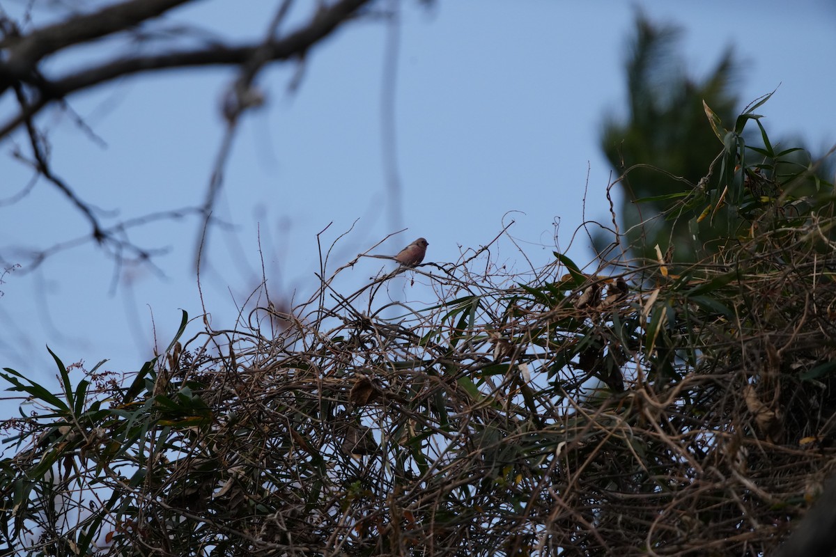 Long-tailed Rosefinch - ML647347915