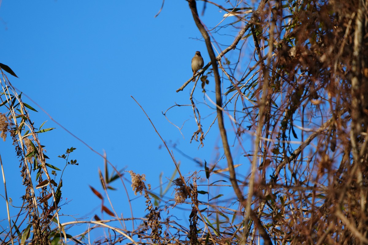 黃尾鴝 - ML647347922