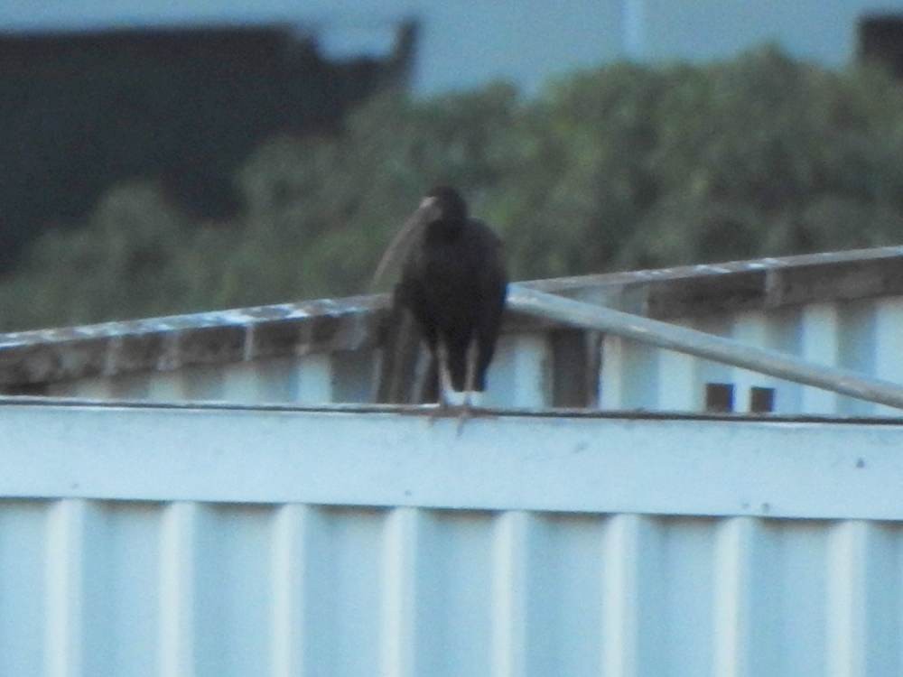 Bare-faced Ibis - ML647347928