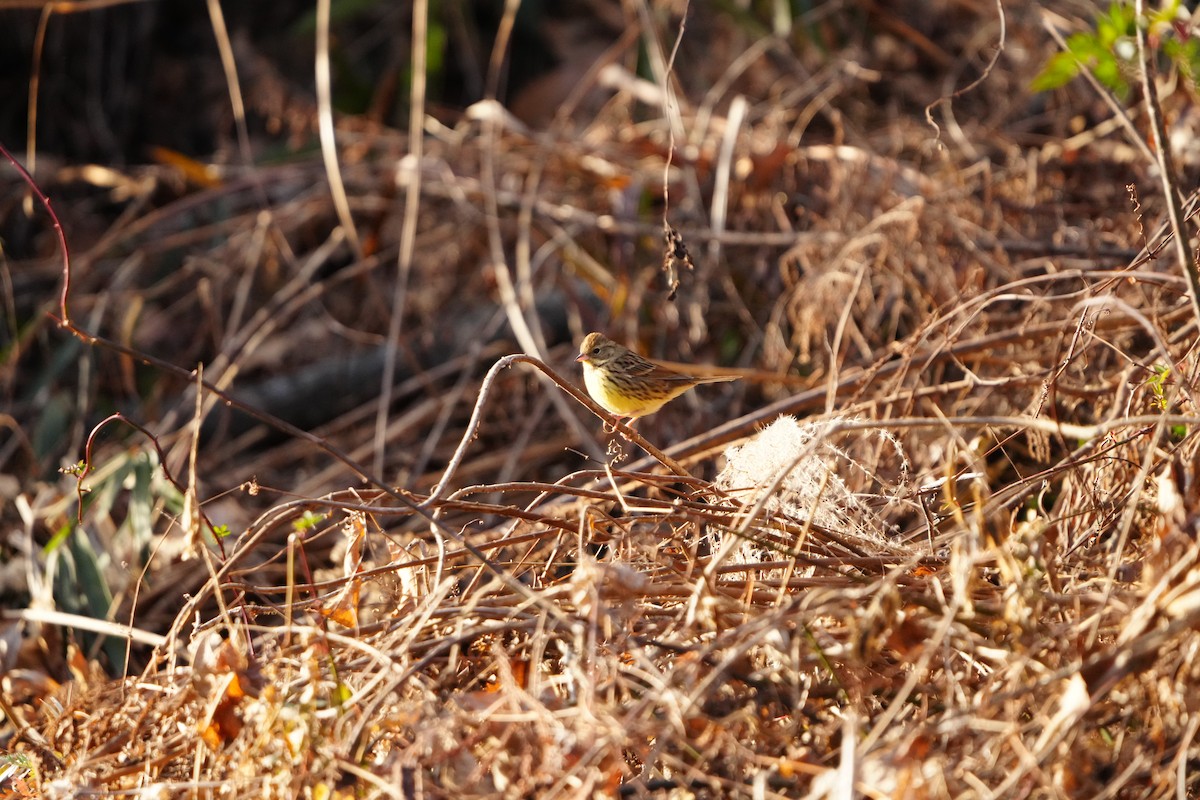 黃喉黑臉鵐 - ML647347929