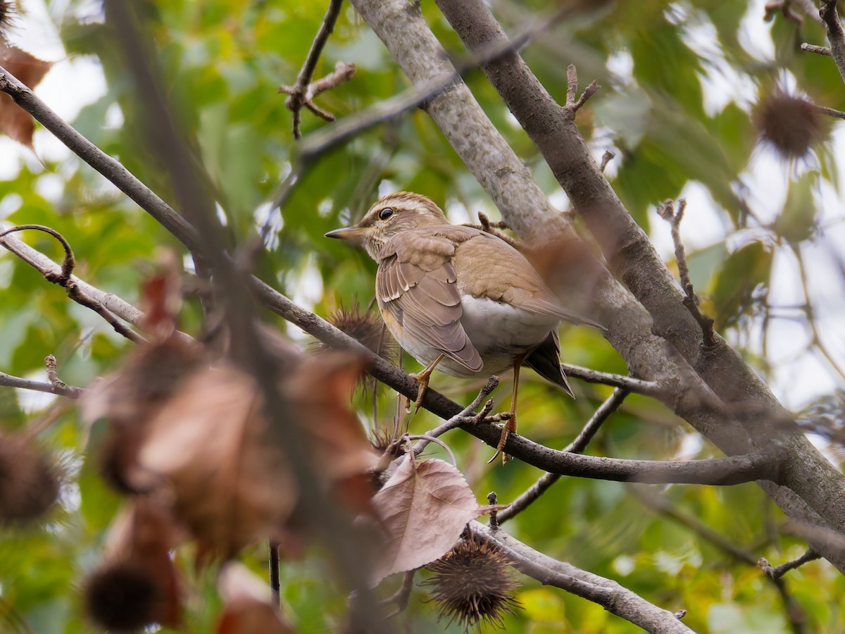 マミチャジナイ - ML647347935