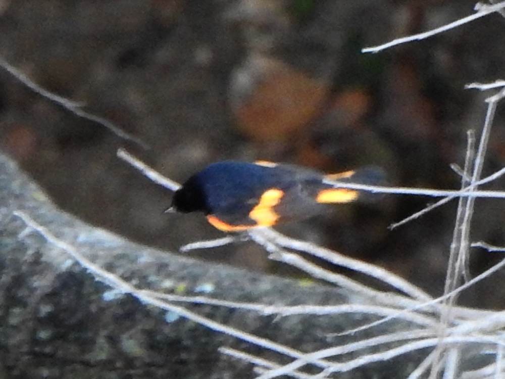 סבכון חכלילי - ML647347939