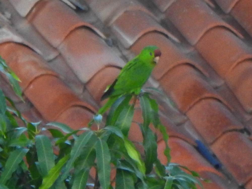 aratinga červenočelý - ML647347948