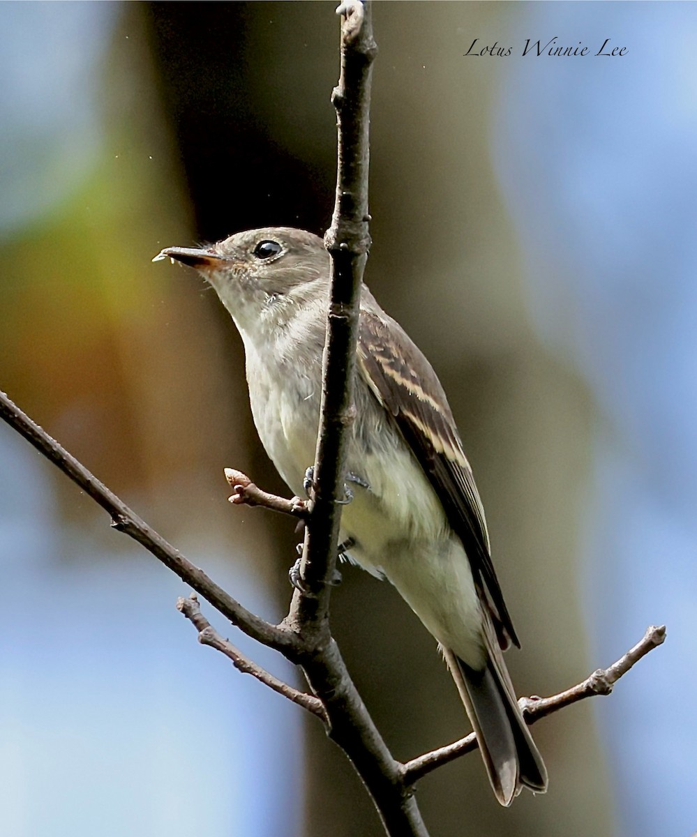 Eastern Wood-Pewee - ML647347951